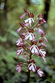 orchidea purpurea nei pressi dei Sassi di Rocca Malatina